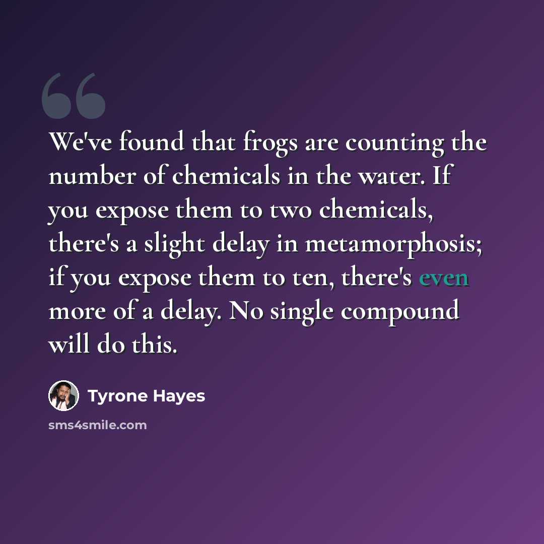 “We've found that frogs are counting the number of chemicals in the water. If you expose them to two chemicals, there's a slight delay in metamorphosis; if you expose them to ten, there's even more of a delay. No single compound will do this.” quote by Tyrone Hayes