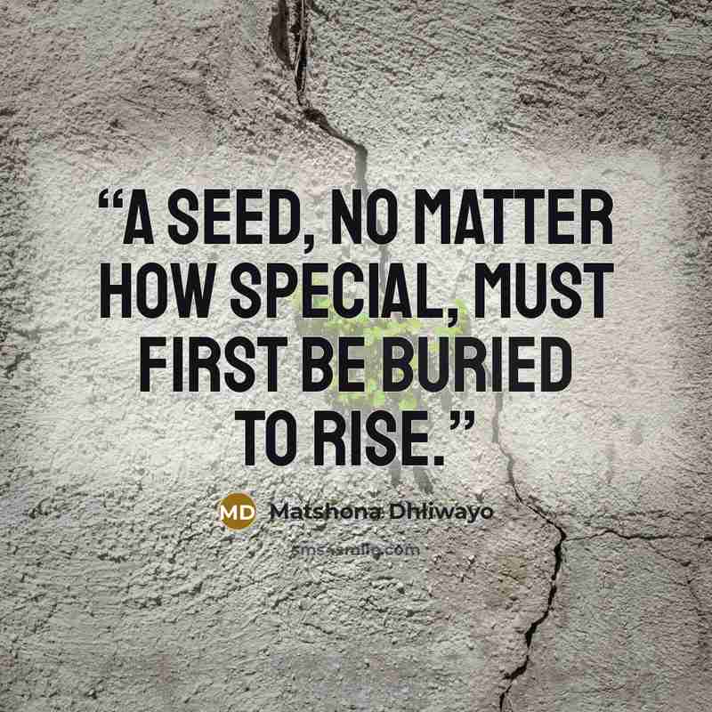 “A seed, no matter how special, must first be buried to rise.” quote by Matshona Dhliwayo