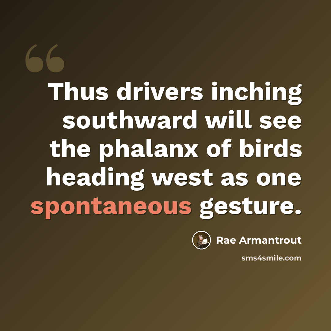 “Thus drivers inching southward will see the phalanx of birds heading west as one spontaneous gesture.” quote by Rae Armantrout