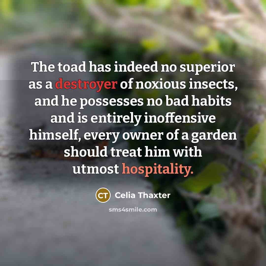 “The toad has indeed no superior as a destroyer of noxious insects, and he possesses no bad habits and is entirely inoffensive himself, every owner of a garden should treat him with utmost hospitality.” quote by Celia Thaxter