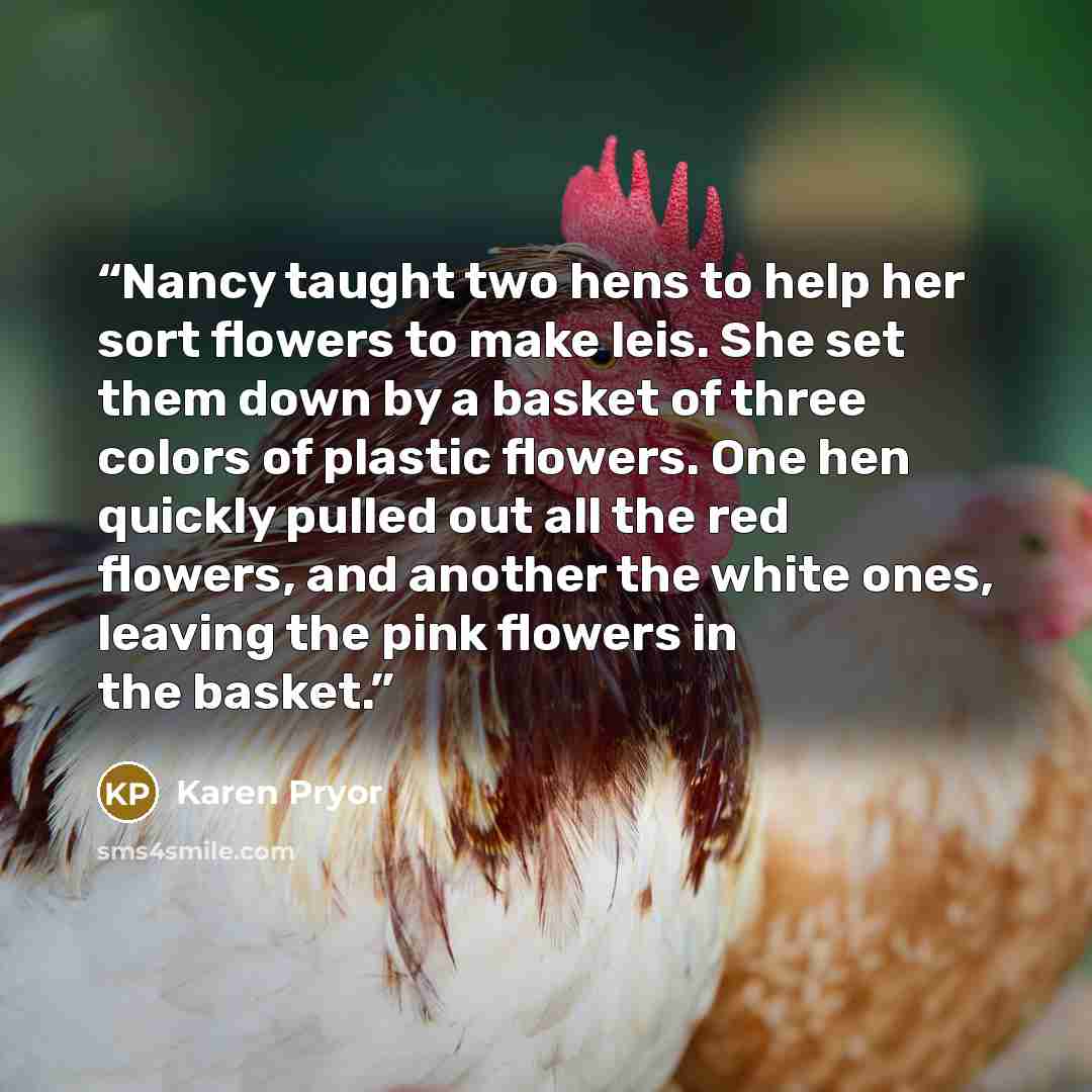 “Nancy taught two hens to help her sort flowers to make leis. She set them down by a basket of three colors of plastic flowers. One hen quickly pulled out all the red flowers, and another the white ones, leaving the pink flowers in the basket.” quote by Karen Pryor