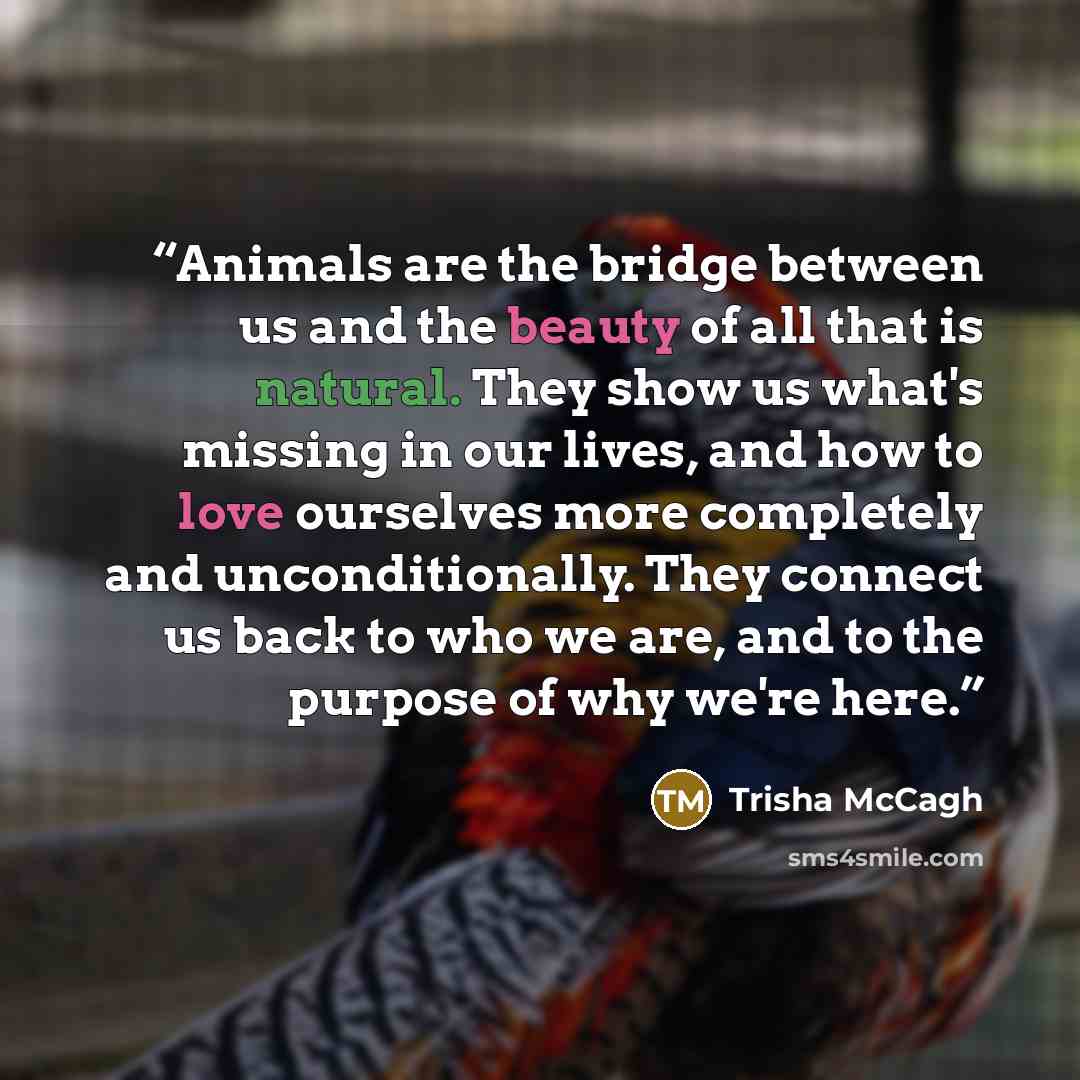 “Animals are the bridge between us and the beauty of all that is natural. They show us what's missing in our lives, and how to love ourselves more completely and unconditionally. They connect us back to who we are, and to the purpose of why we're here.” quote by Trisha McCagh