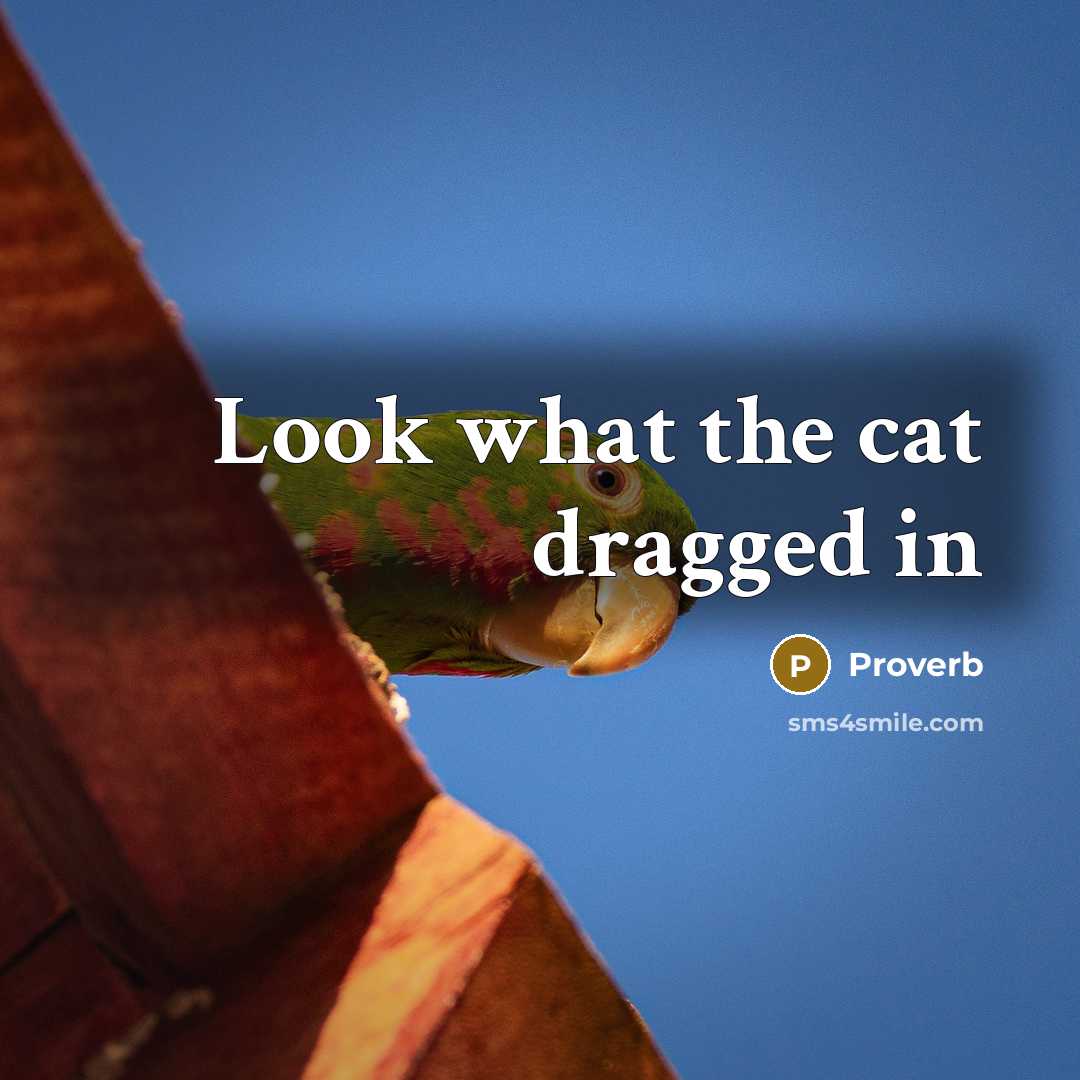 “Look what the cat dragged in” quote by Proverb