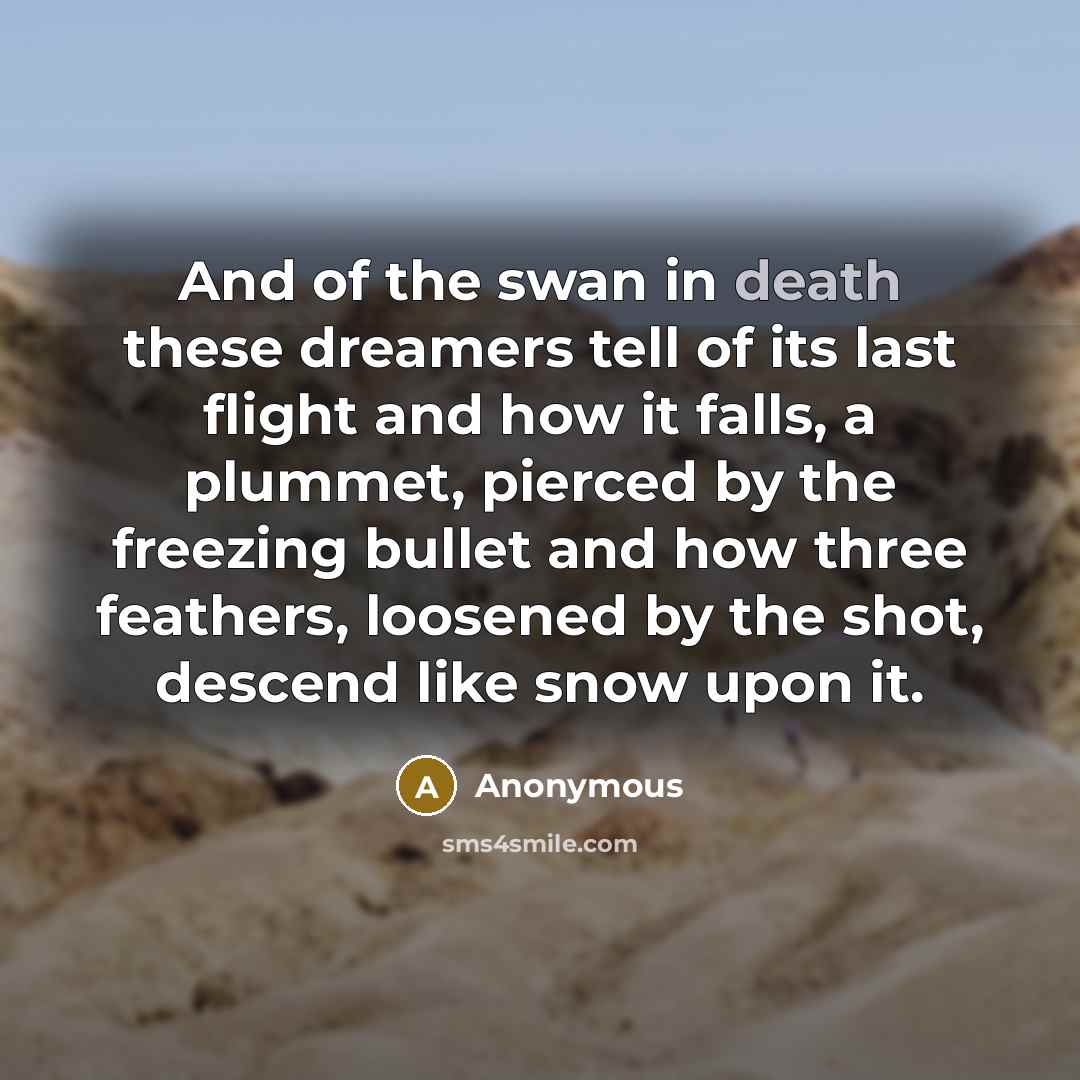 “And of the swan in death these dreamers tell of its last flight and how it falls, a plummet, pierced by the freezing bullet and how three feathers, loosened by the shot, descend like snow upon it.” quote by Anonymous
