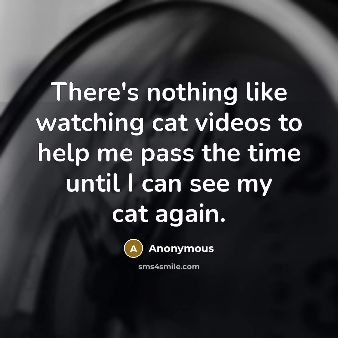 “There's nothing like watching cat videos to help me pass the time until I can see my cat again.” quote by Anonymous
