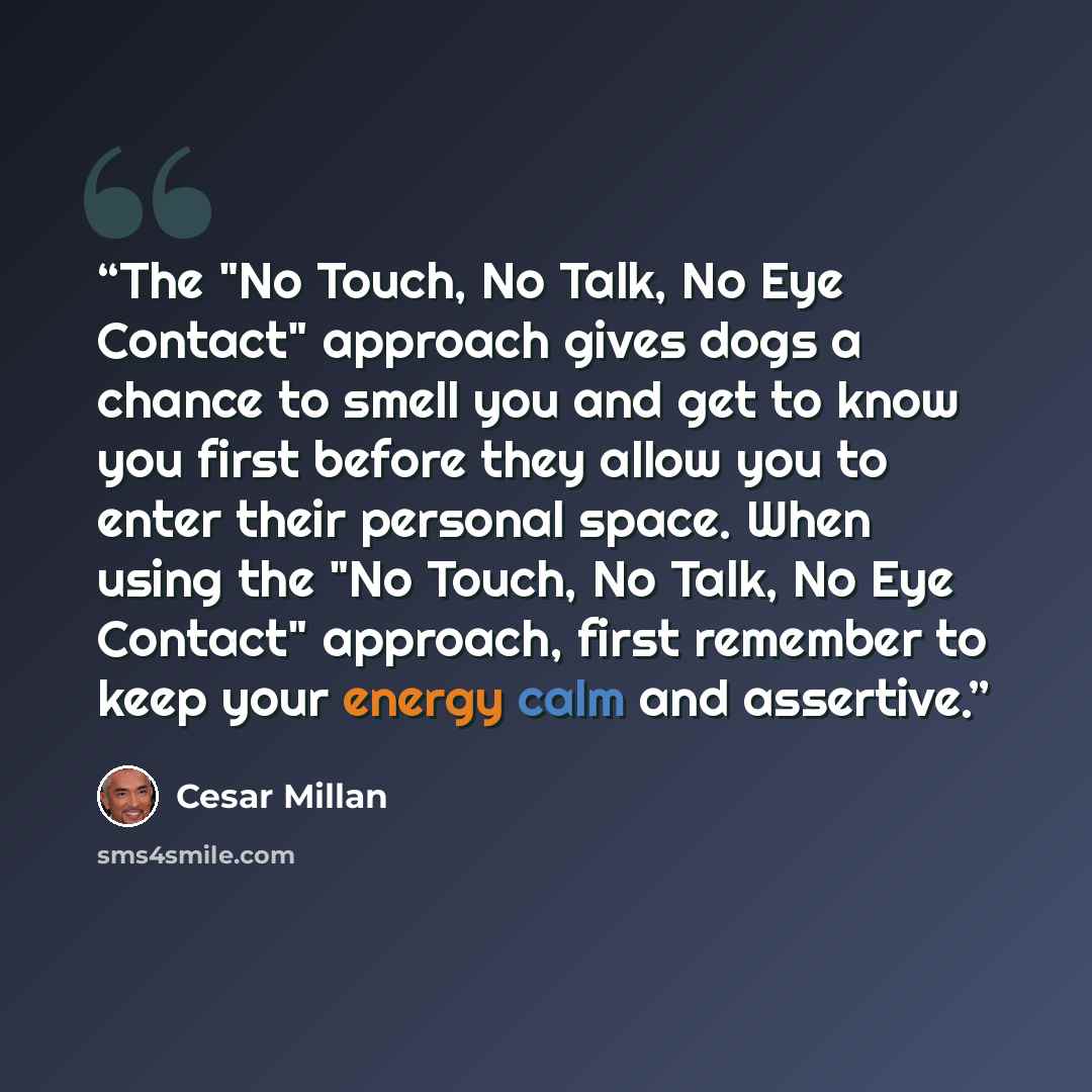 “The "No Touch, No Talk, No Eye Contact" approach gives dogs a chance to smell you and get to know you first before they allow you to enter their personal space. When using the "No Touch, No Talk, No Eye Contact" approach, first remember to keep your energy calm and assertive.” quote by Cesar Millan