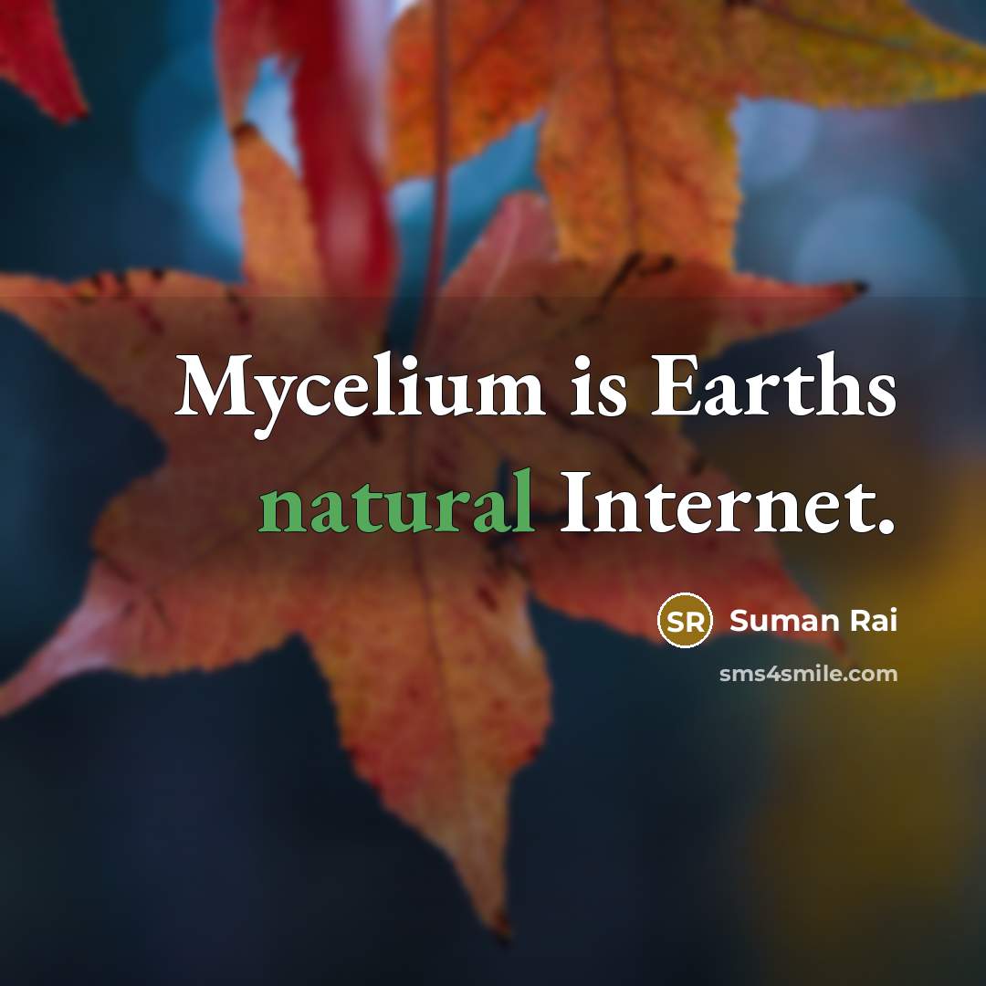 “Mycelium is Earths natural Internet.” quote by Suman Rai