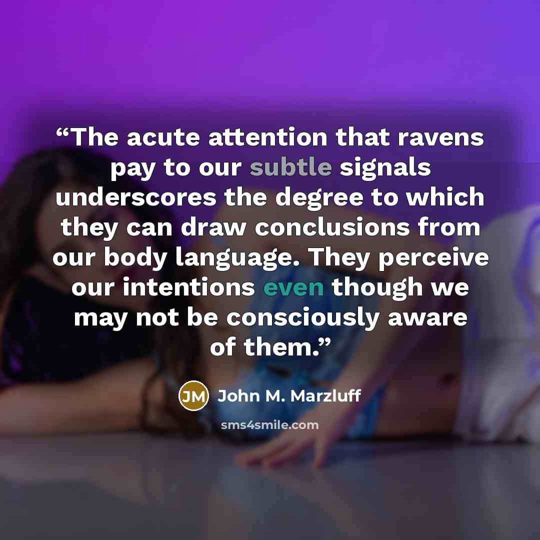 “The acute attention that ravens pay to our subtle signals underscores the degree to which they can draw conclusions from our body language. They perceive our intentions even though we may not be consciously aware of them.” quote by John M. Marzluff