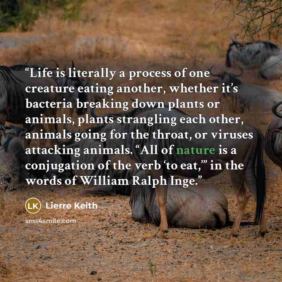 “Life is literally a process of one creature eating another, whether it’s bacteria breaking down plants or animals, plants strangling each other, animals going for the throat, or viruses attacking animals. “All of nature is a conjugation of the verb ‘to eat,’” in the words of William Ralph Inge.” quote by Lierre Keith