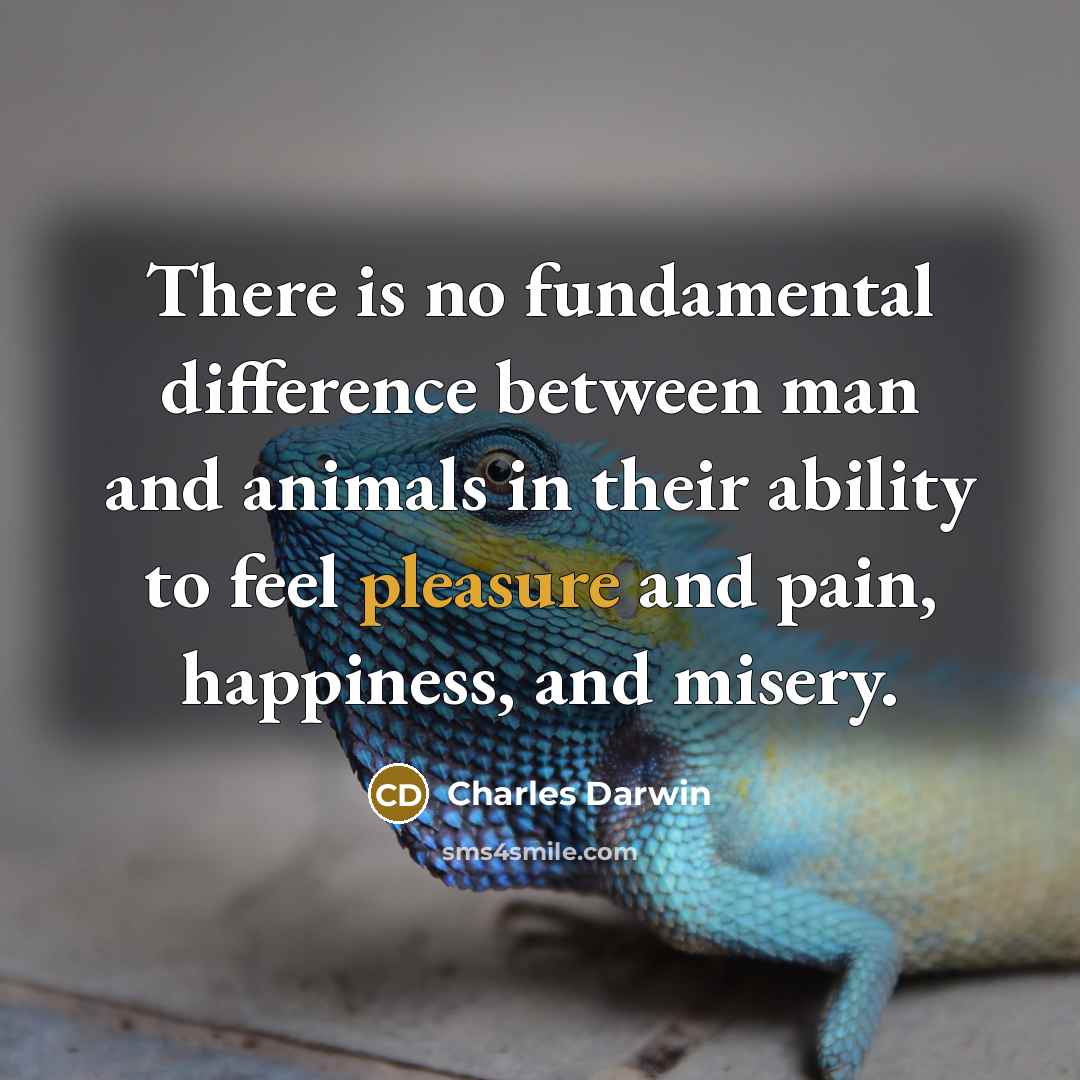 “There is no fundamental difference between man and animals in their ability to feel pleasure and pain, happiness, and misery.” quote by Charles Darwin