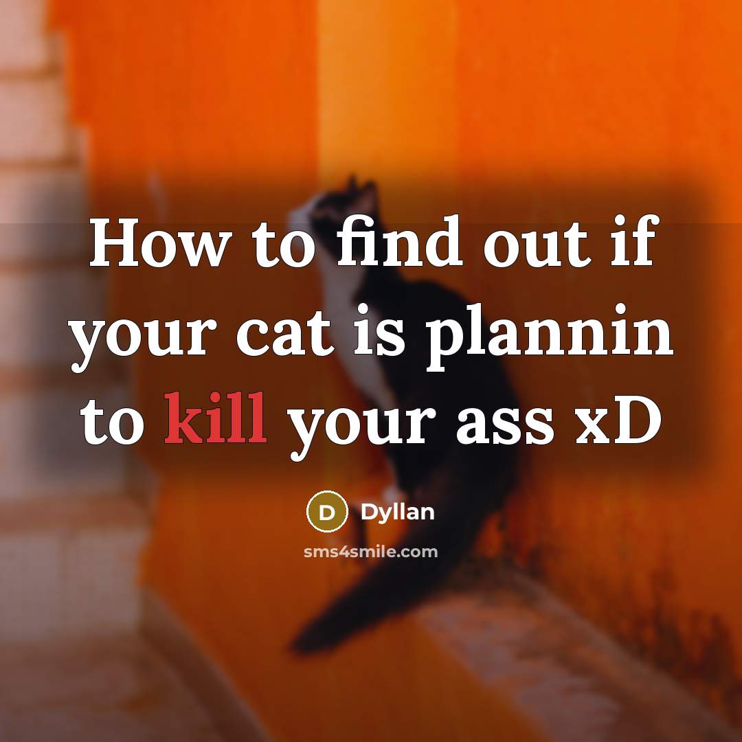 “How to find out if your cat is plannin to kill your ass xD” quote by Dyllan