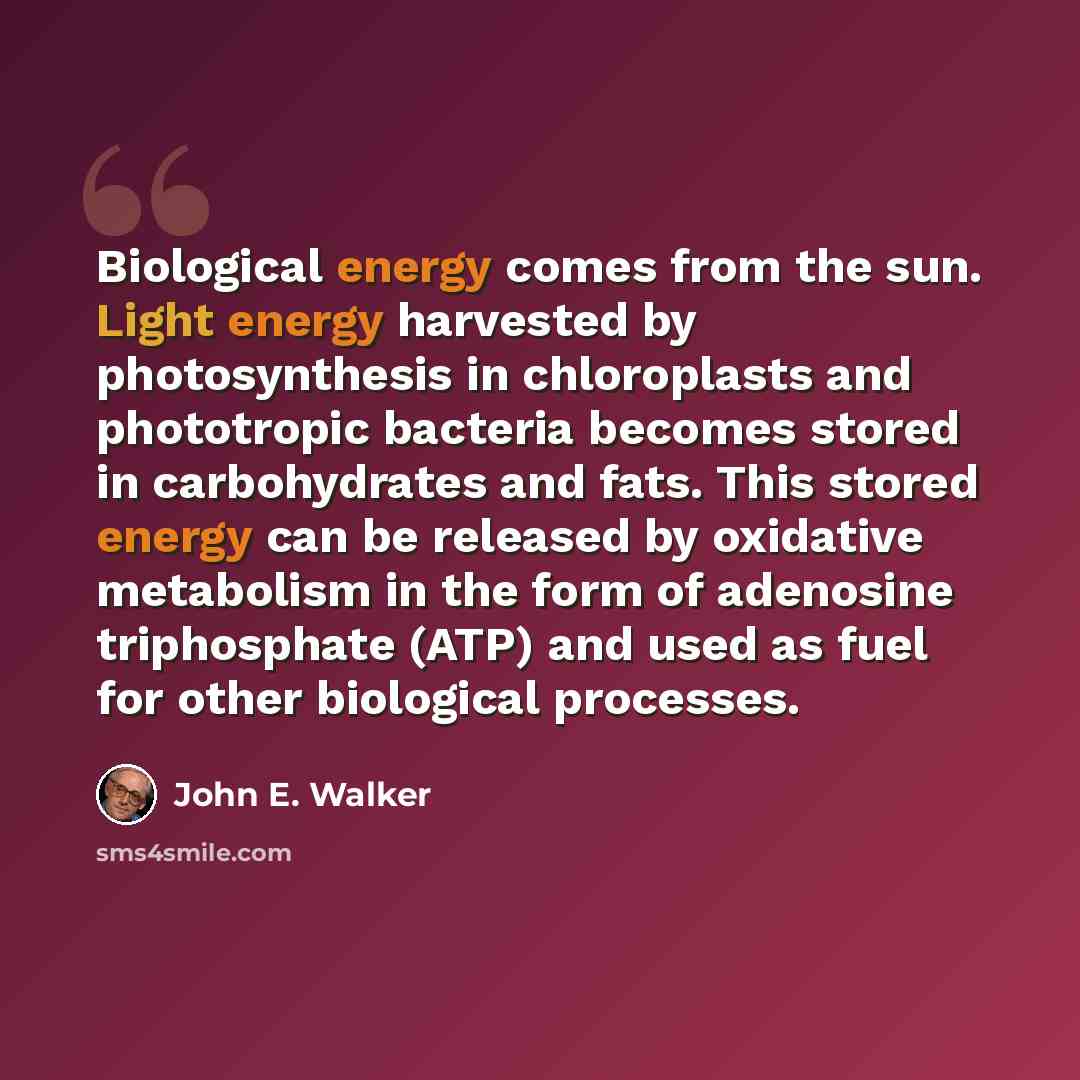 “Biological energy comes from the sun. Light energy harvested by photosynthesis in chloroplasts and phototropic bacteria becomes stored in carbohydrates and fats. This stored energy can be released by oxidative metabolism in the form of adenosine triphosphate (ATP) and used as fuel for other…” quote by John E. Walker