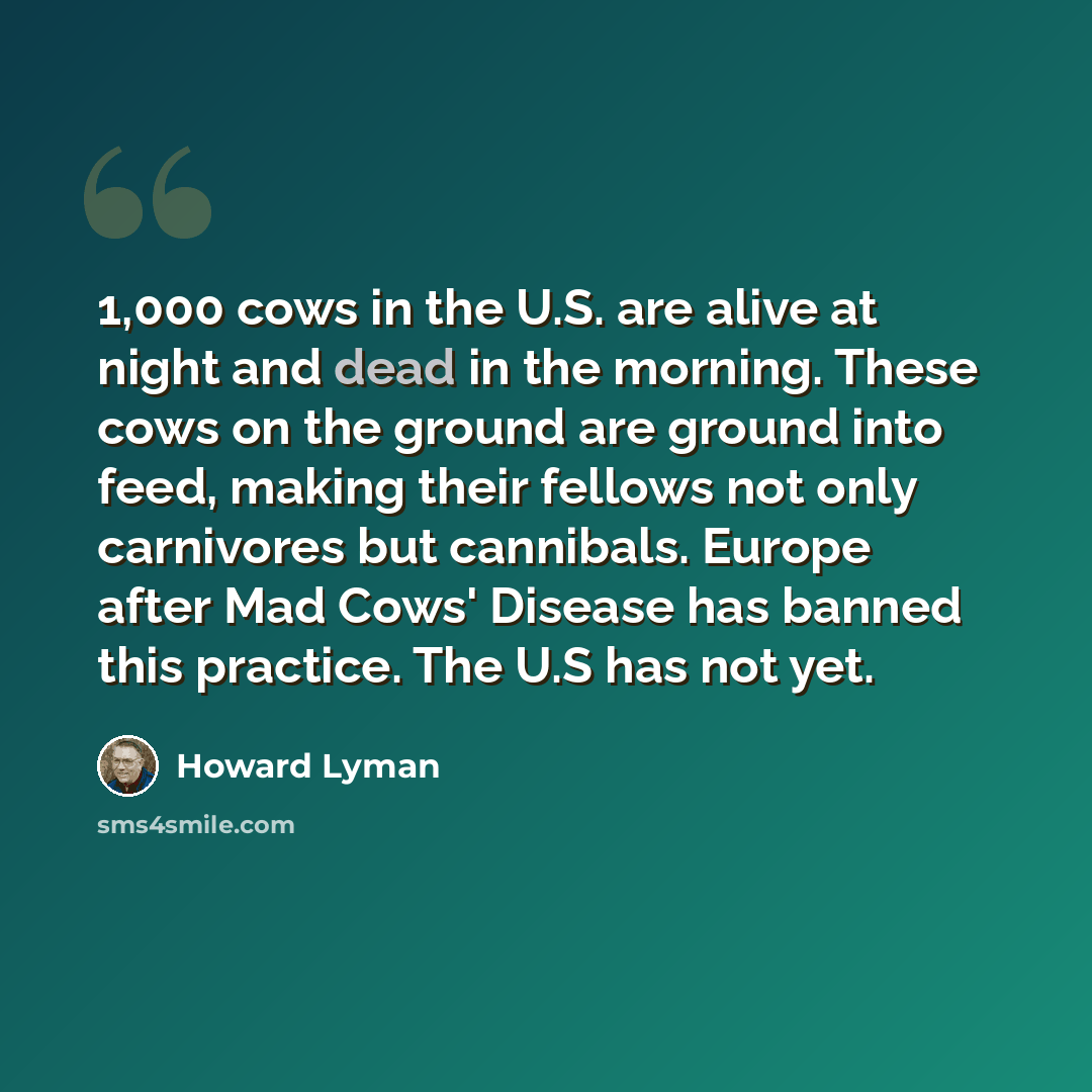 “1,000 cows in the U.S. are alive at night and dead in the morning. These cows on the ground are ground into feed, making their fellows not only carnivores but cannibals. Europe after Mad Cows' Disease has banned this practice. The U.S has not yet.” quote by Howard Lyman