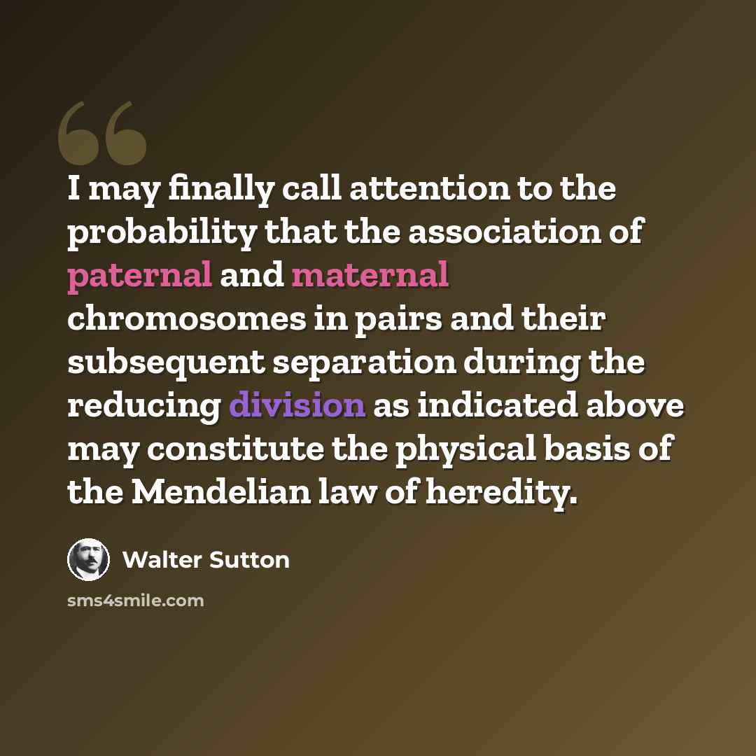 “I may finally call attention to the probability that the association of paternal and maternal chromosomes in pairs and their subsequent separation during the reducing division as indicated above may constitute the physical basis of the Mendelian law of heredity.” quote by Walter Sutton