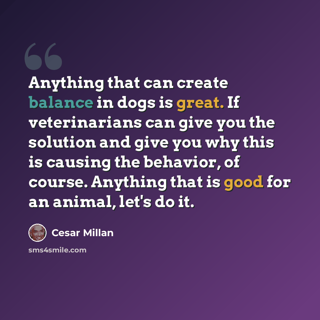“Anything that can create balance in dogs is great. If veterinarians can give you the solution and give you why this is causing the behavior, of course. Anything that is good for an animal, let's do it.” quote by Cesar Millan