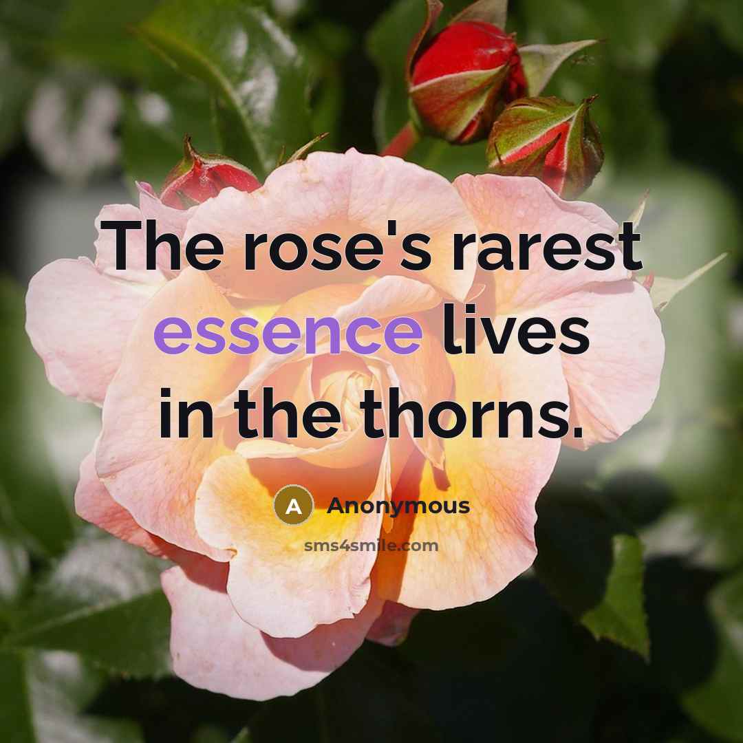 “The rose's rarest essence lives in the thorns.” quote by Anonymous