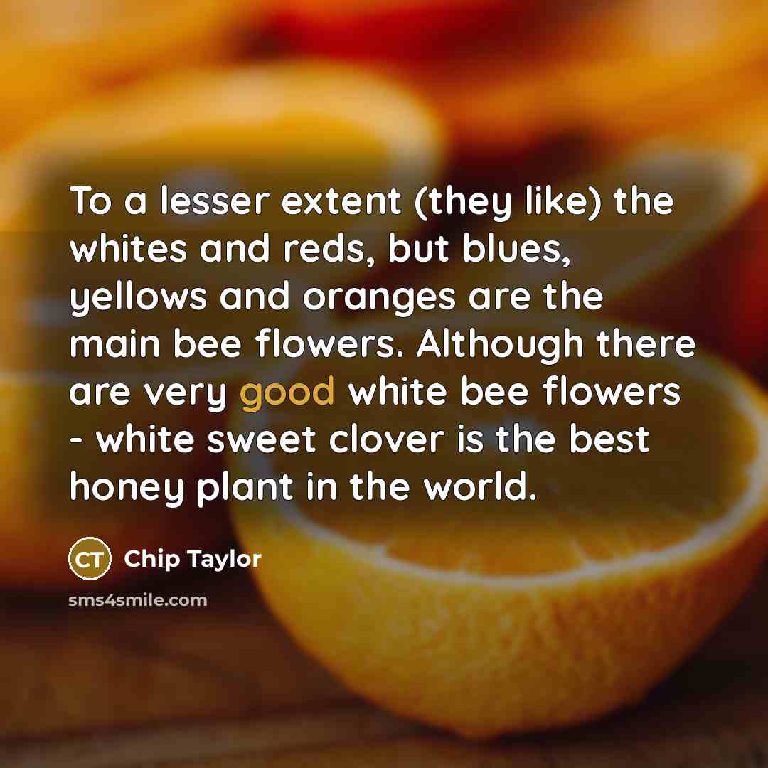 “To a lesser extent (they like) the whites and reds, but blues, yellows and oranges are the main bee flowers. Although there are very good white bee flowers - white sweet clover is the best honey plant in the world.” quote by Chip Taylor