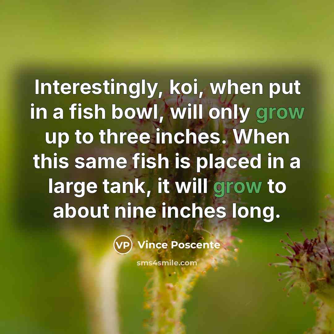 “Interestingly, koi, when put in a fish bowl, will only grow up to three inches. When this same fish is placed in a large tank, it will grow to about nine inches long.” quote by Vince Poscente
