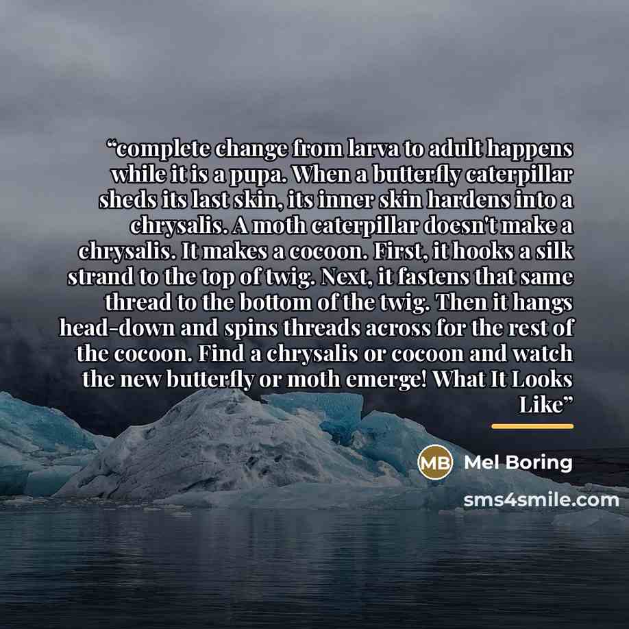 “complete change from larva to adult happens while it is a pupa. When a butterfly caterpillar sheds its last skin, its inner skin hardens into a chrysalis. A moth caterpillar doesn't make a chrysalis. It makes a cocoon. First, it hooks a silk strand to the top of twig. Next, it fastens that same…” quote by Mel Boring