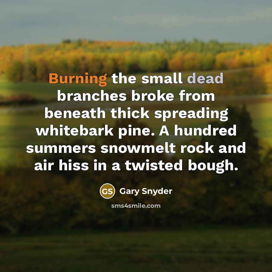 “Burning the small dead branches broke from beneath thick spreading whitebark pine. A hundred summers snowmelt rock and air hiss in a twisted bough.” quote by Gary Snyder