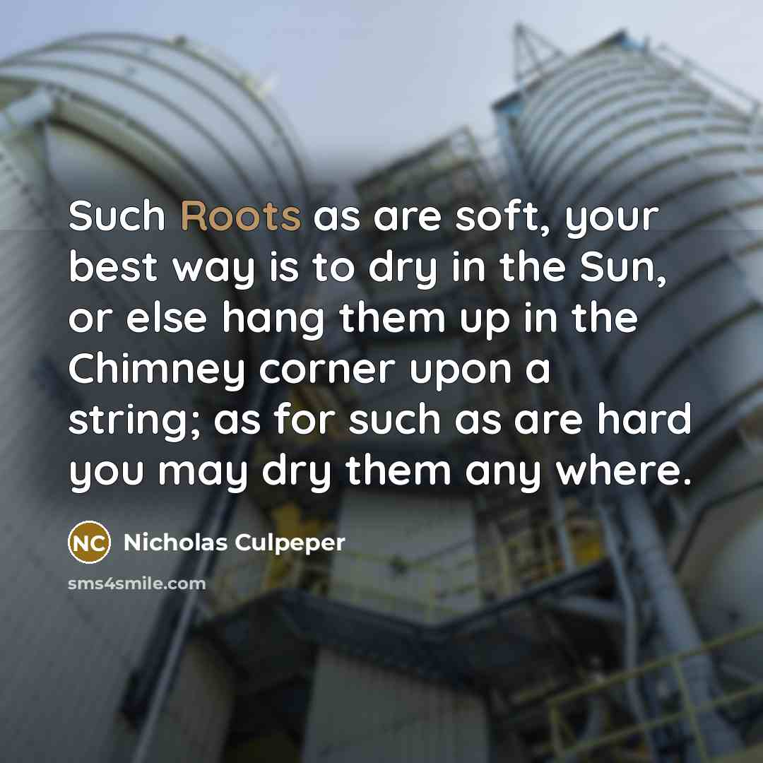 “Such Roots as are soft, your best way is to dry in the Sun, or else hang them up in the Chimney corner upon a string; as for such as are hard you may dry them any where.” quote by Nicholas Culpeper