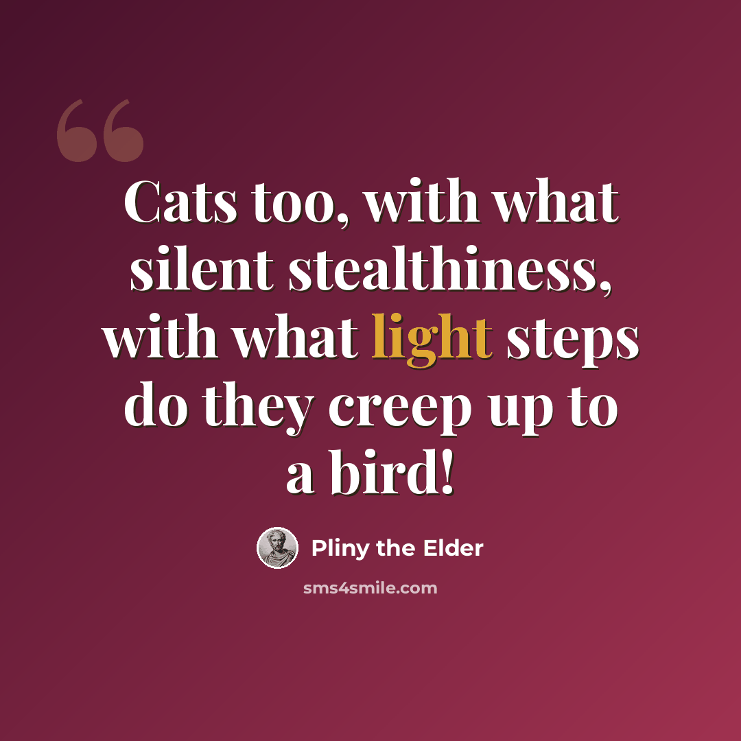 “Cats too, with what silent stealthiness, with what light steps do they creep up to a bird!” quote by Pliny the Elder