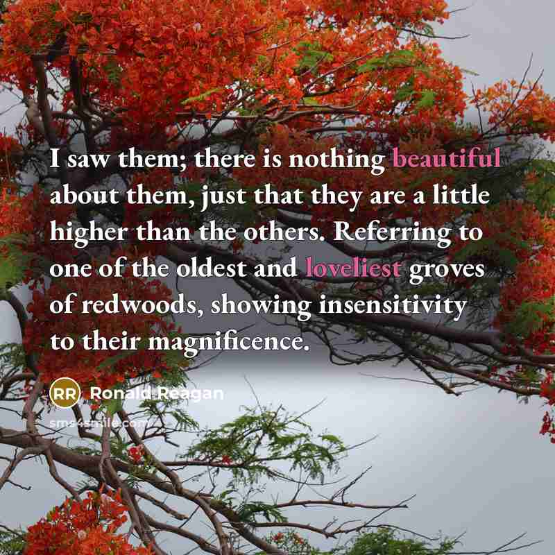 “I saw them; there is nothing beautiful about them, just that they are a little higher than the others. Referring to one of the oldest and loveliest groves of redwoods, showing insensitivity to their magnificence.” quote by Ronald Reagan