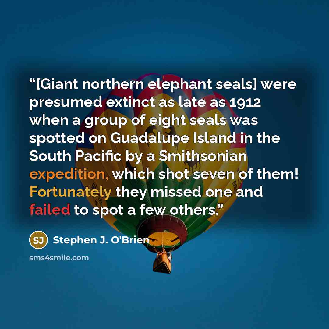 “[Giant northern elephant seals] were presumed extinct as late as 1912 when a group of eight seals was spotted on Guadalupe Island in the South Pacific by a Smithsonian expedition, which shot seven of them! Fortunately they missed one and failed to spot a few others.” quote by Stephen J. O'Brien