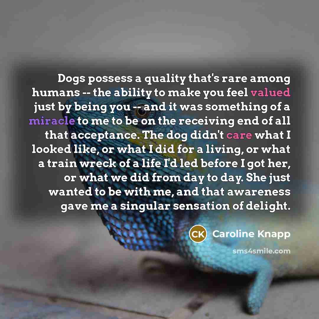 “Dogs possess a quality that's rare among humans -- the ability to make you feel valued just by being you -- and it was something of a miracle to me to be on the receiving end of all that acceptance. The dog didn't care what I looked like, or what I did for a living, or what a train wreck of a life…” quote by Caroline Knapp