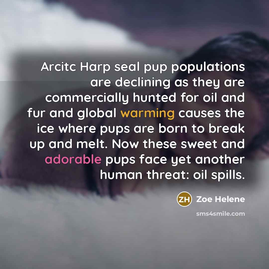 “Arcitc Harp seal pup populations are declining as they are commercially hunted for oil and fur and global warming causes the ice where pups are born to break up and melt. Now these sweet and adorable pups face yet another human threat: oil spills.” quote by Zoe Helene