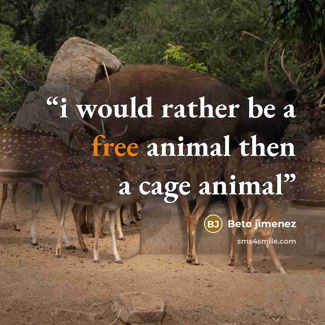 “i would rather be a free animal then a cage animal” quote by Beto jimenez