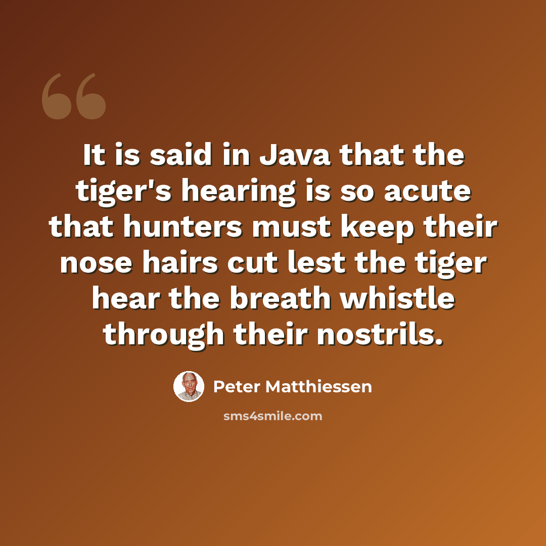 “It is said in Java that the tiger's hearing is so acute that hunters must keep their nose hairs cut lest the tiger hear the breath whistle through their nostrils.” quote by Peter Matthiessen
