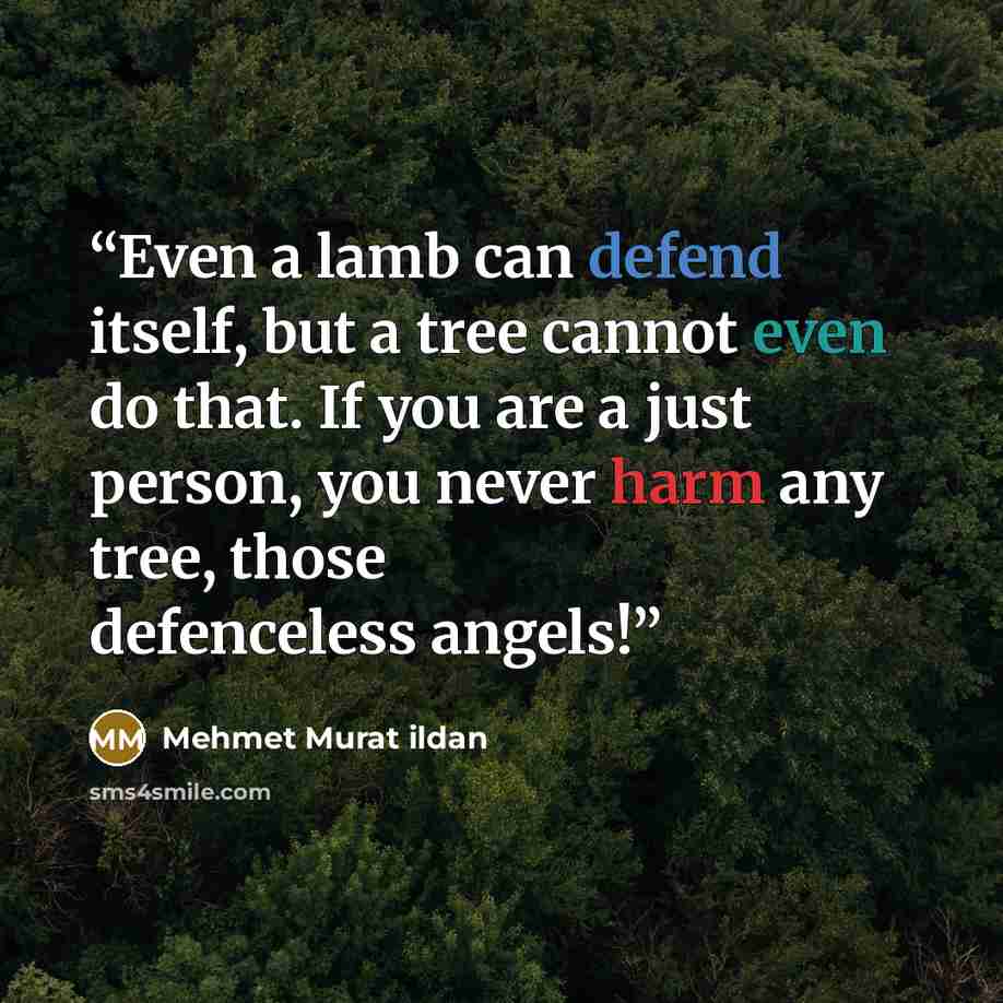 “Even a lamb can defend itself, but a tree cannot even do that. If you are a just person, you never harm any tree, those defenceless angels!” quote by Mehmet Murat ildan