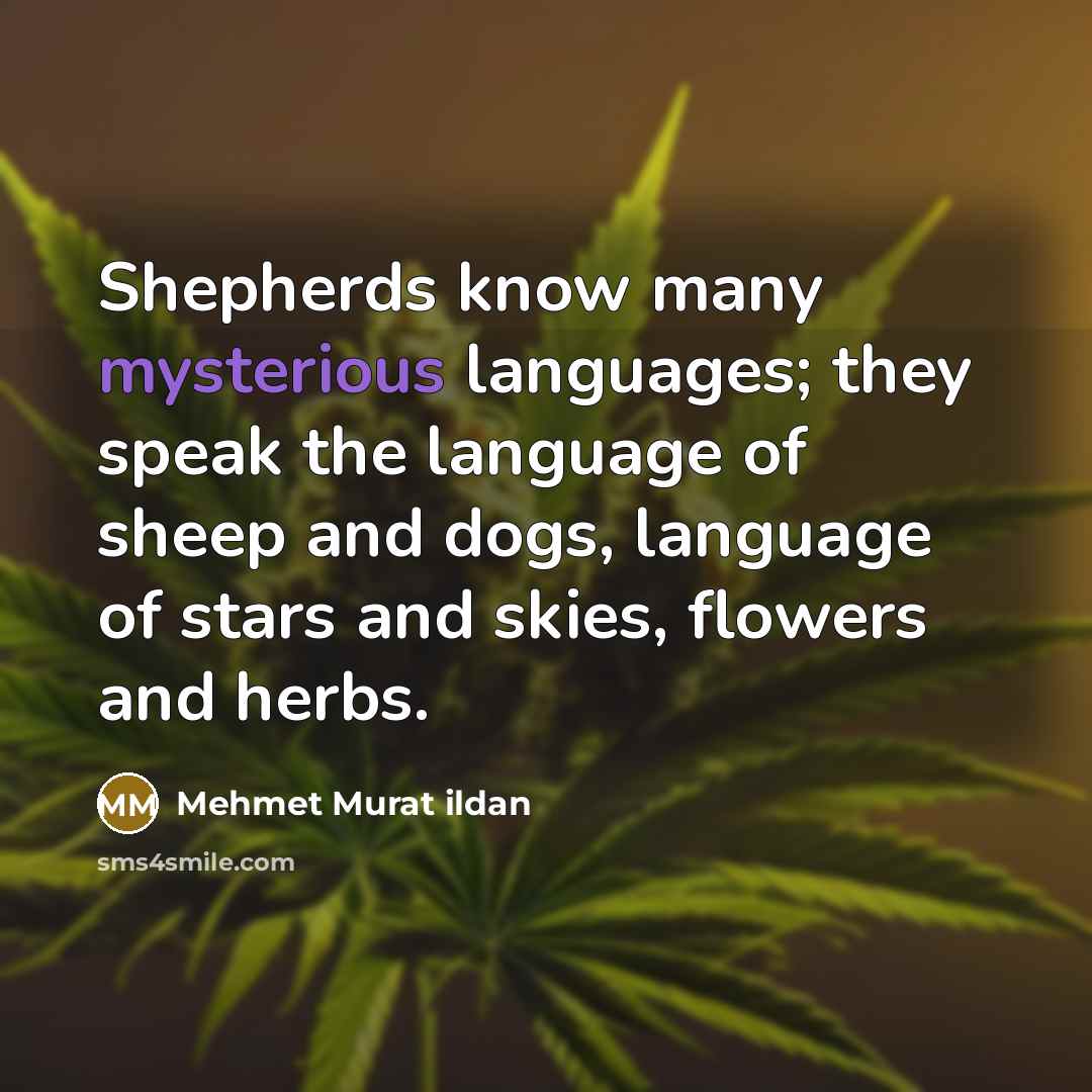“Shepherds know many mysterious languages; they speak the language of sheep and dogs, language of stars and skies, flowers and herbs.” quote by Mehmet Murat Ildan