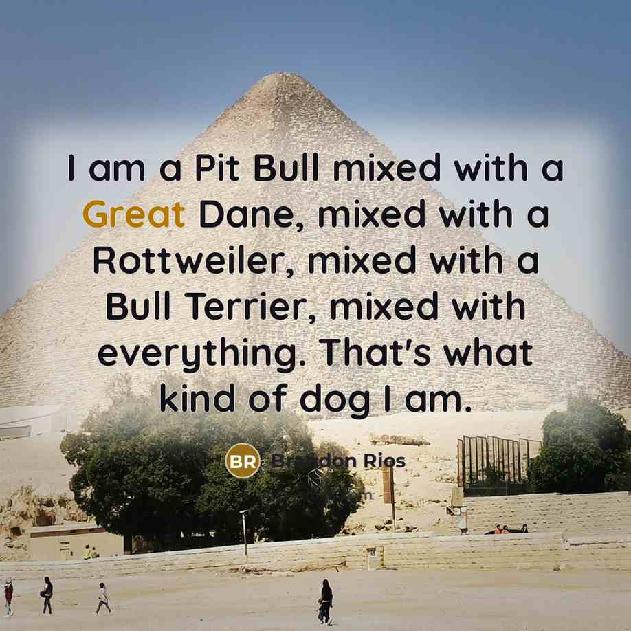 “I am a Pit Bull mixed with a Great Dane, mixed with a Rottweiler, mixed with a Bull Terrier, mixed with everything. That's what kind of dog I am.” quote by Brandon Rios