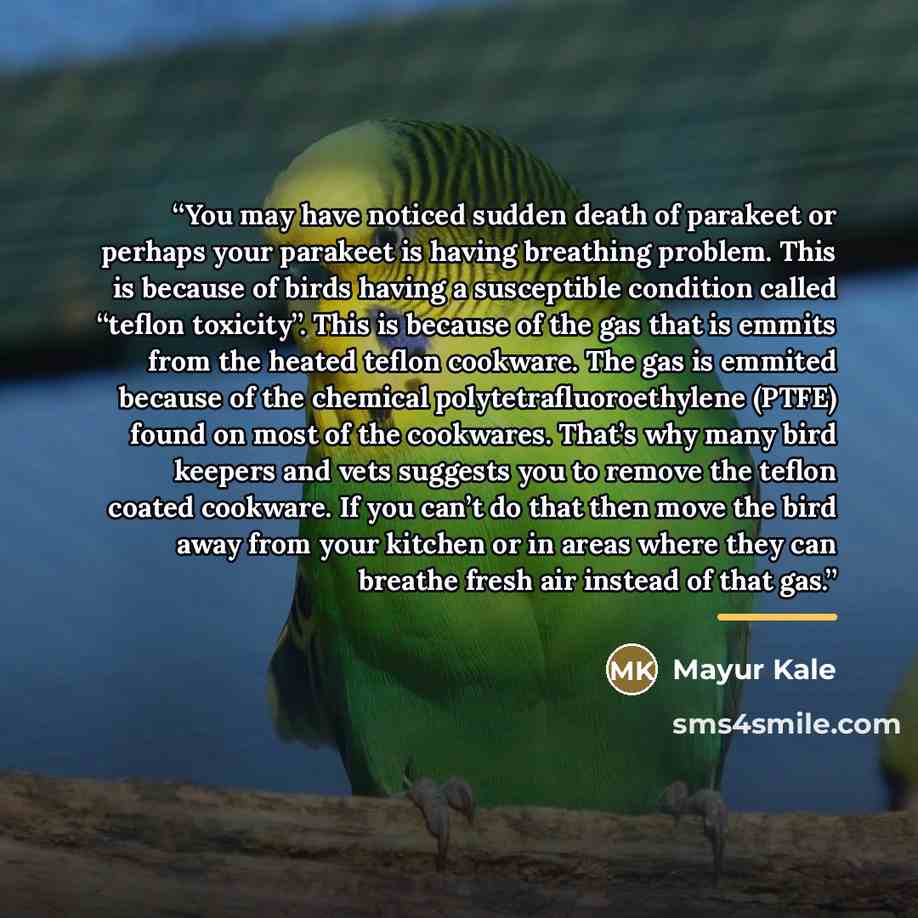 “You may have noticed sudden death of parakeet or perhaps your parakeet is having breathing problem. This is because of birds having a susceptible condition called “teflon toxicity”. This is because of the gas that is emmits from the heated teflon cookware. The gas is emmited because of the…” quote by Mayur Kale