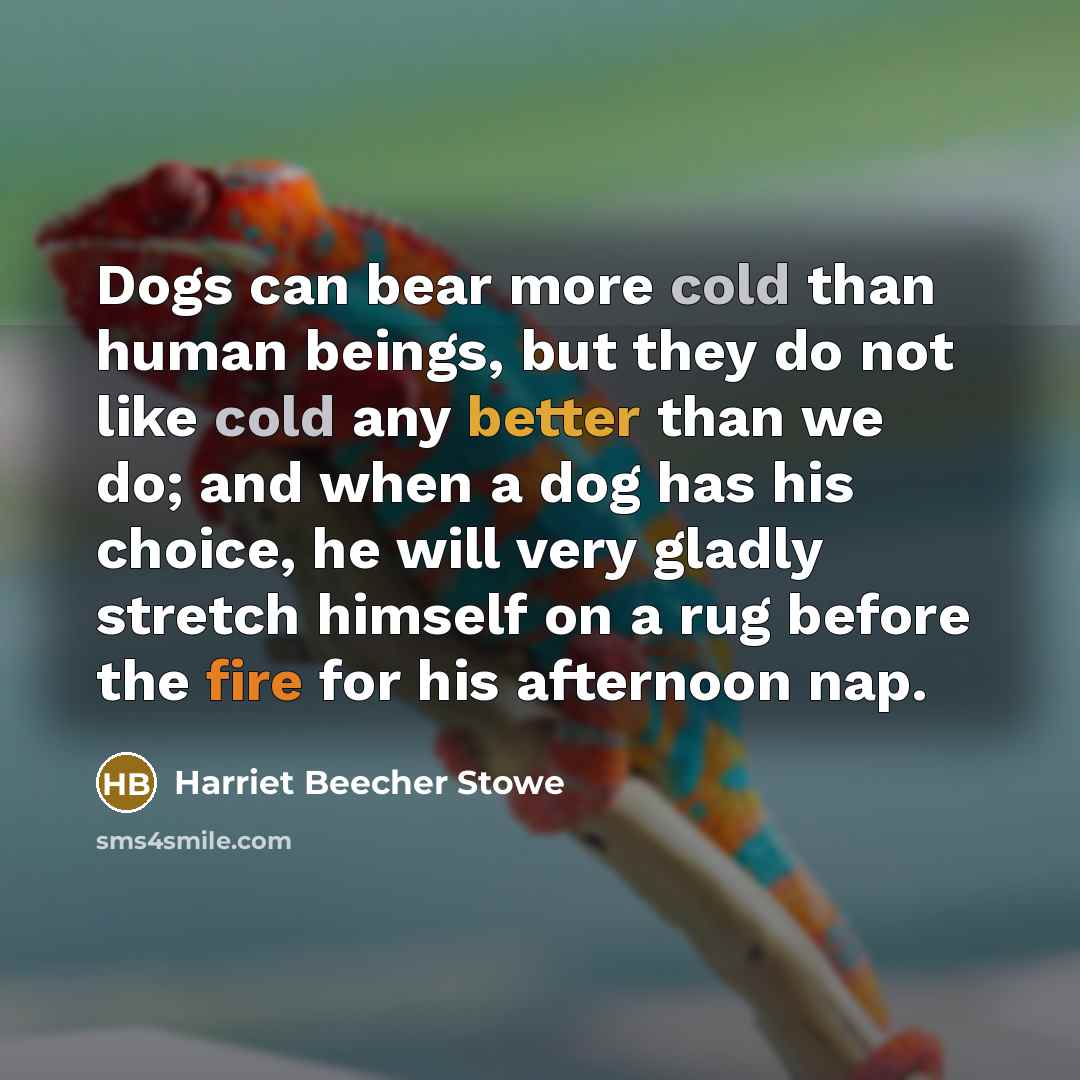 “Dogs can bear more cold than human beings, but they do not like cold any better than we do; and when a dog has his choice, he will very gladly stretch himself on a rug before the fire for his afternoon nap.” quote by Harriet Beecher Stowe
