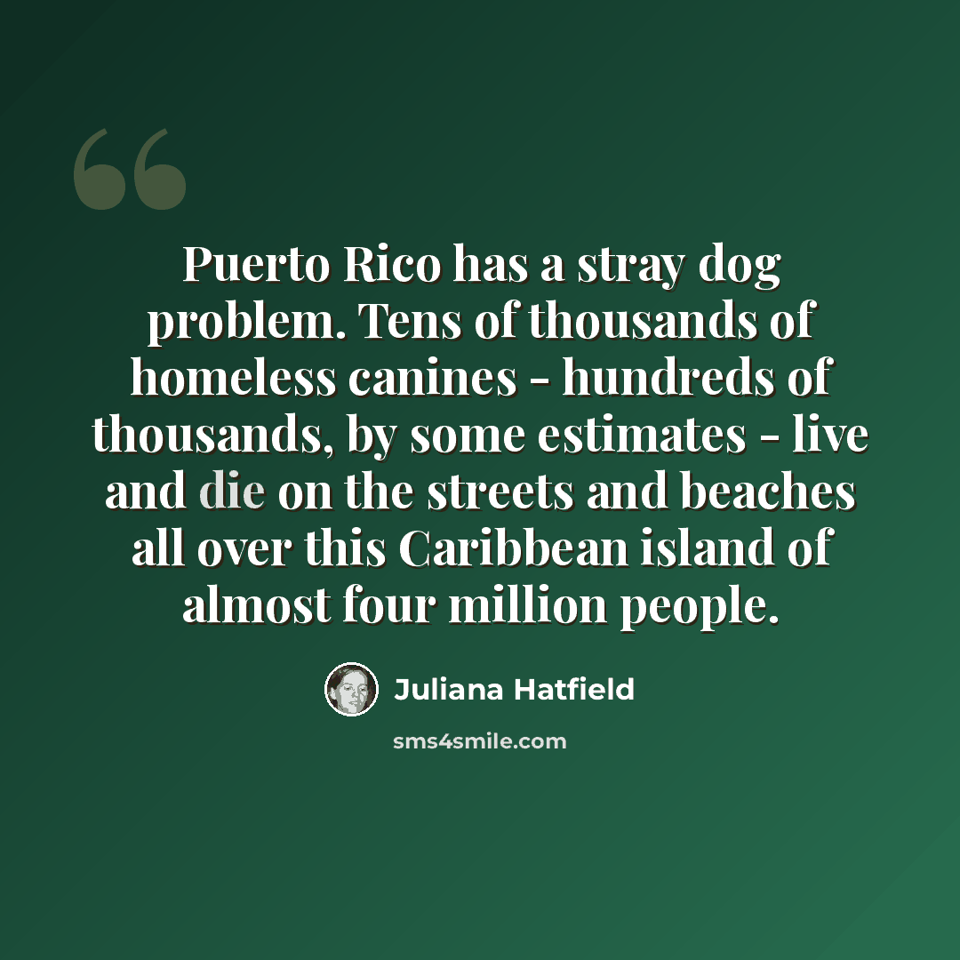 “Puerto Rico has a stray dog problem. Tens of thousands of homeless canines - hundreds of thousands, by some estimates - live and die on the streets and beaches all over this Caribbean island of almost four million people.” quote by Juliana Hatfield