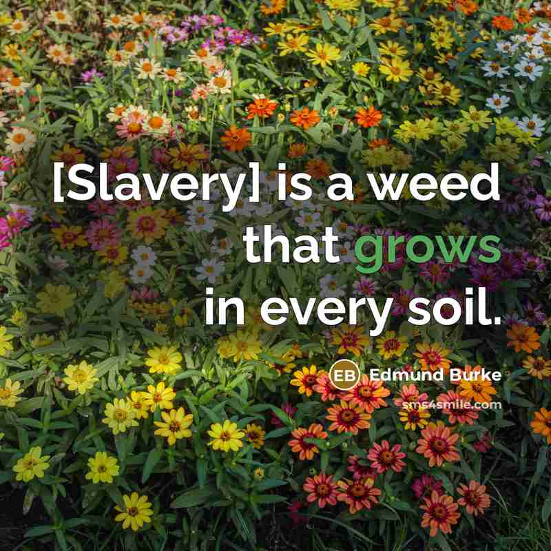 “[Slavery] is a weed that grows in every soil.” quote by Edmund Burke