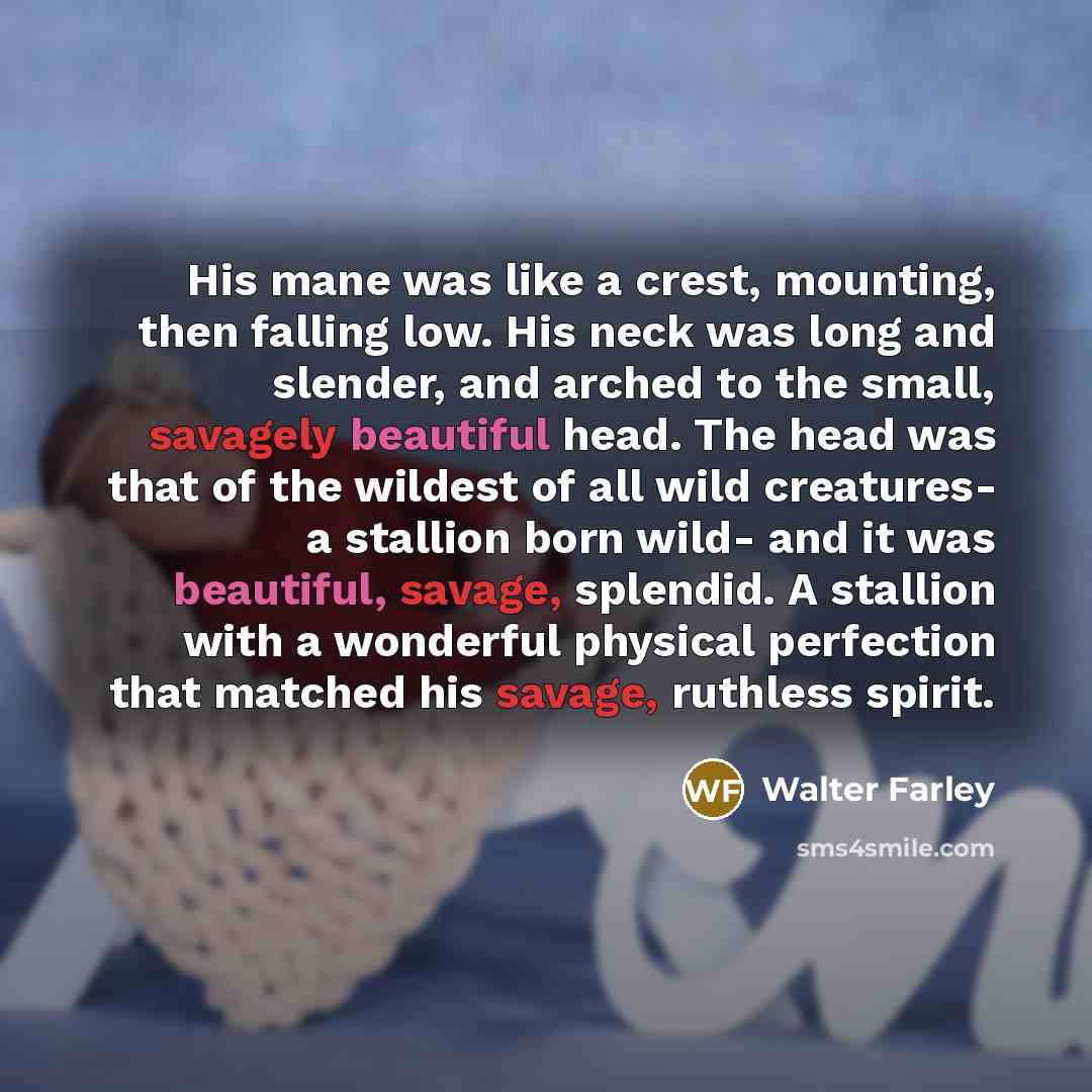 “His mane was like a crest, mounting, then falling low. His neck was long and slender, and arched to the small, savagely beautiful head. The head was that of the wildest of all wild creatures- a stallion born wild- and it was beautiful, savage, splendid. A stallion with a wonderful physical…” quote by Walter Farley