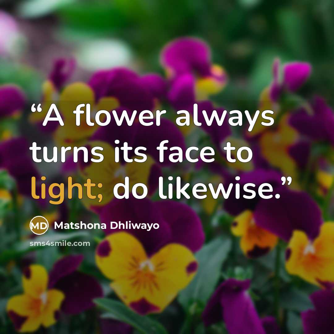 “A flower always turns its face to light; do likewise.” quote by Matshona Dhliwayo
