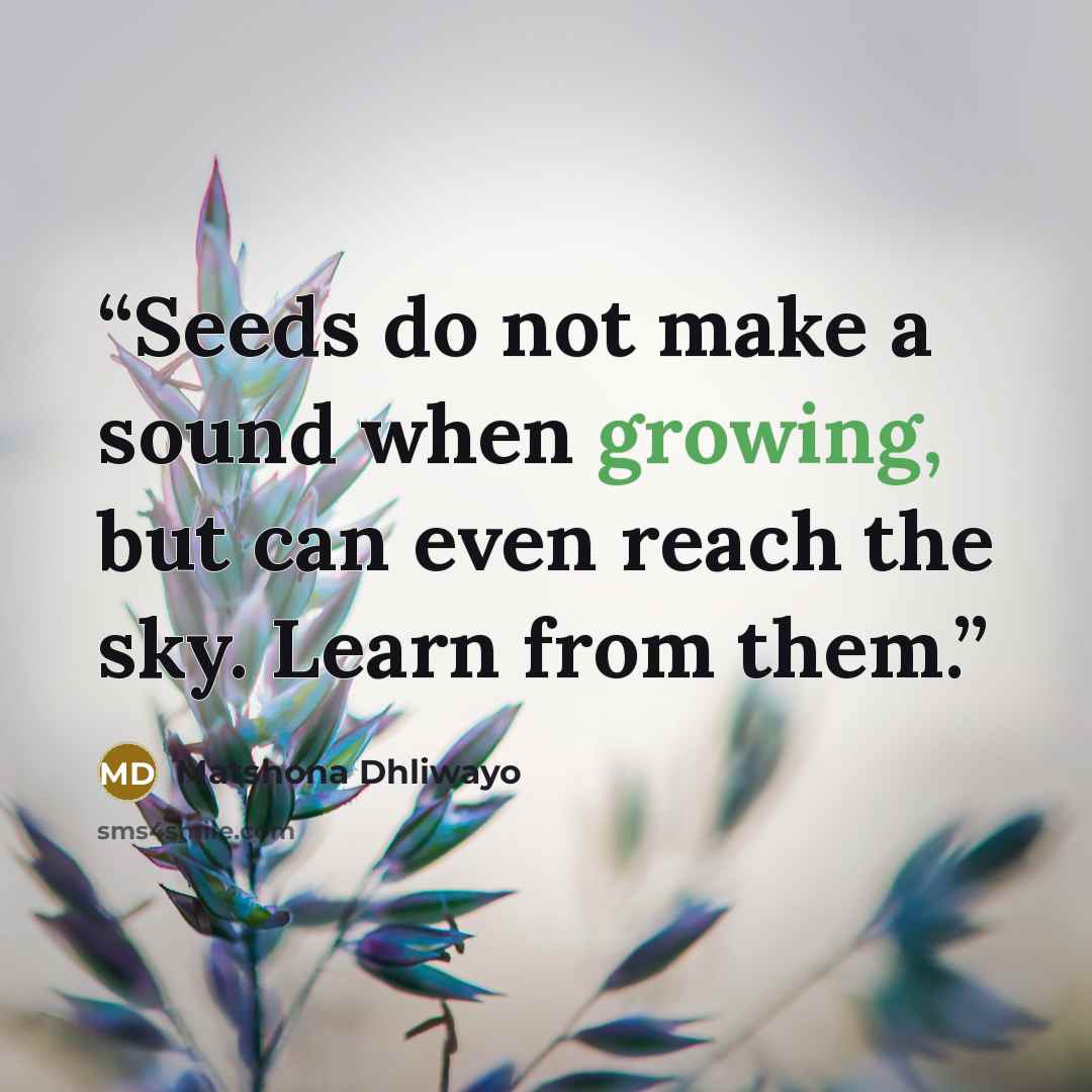 “Seeds do not make a sound when growing, but can even reach the sky. Learn from them.” quote by Matshona Dhliwayo