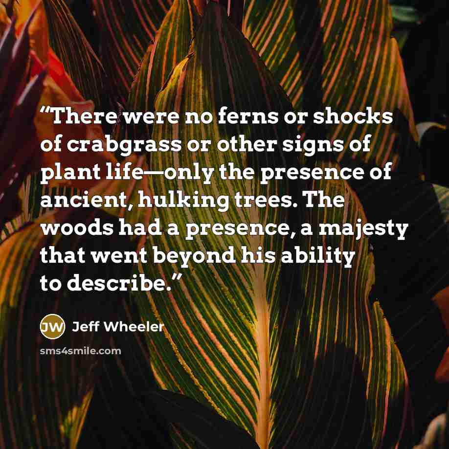 “There were no ferns or shocks of crabgrass or other signs of plant life—only the presence of ancient, hulking trees. The woods had a presence, a majesty that went beyond his ability to describe.” quote by Jeff Wheeler