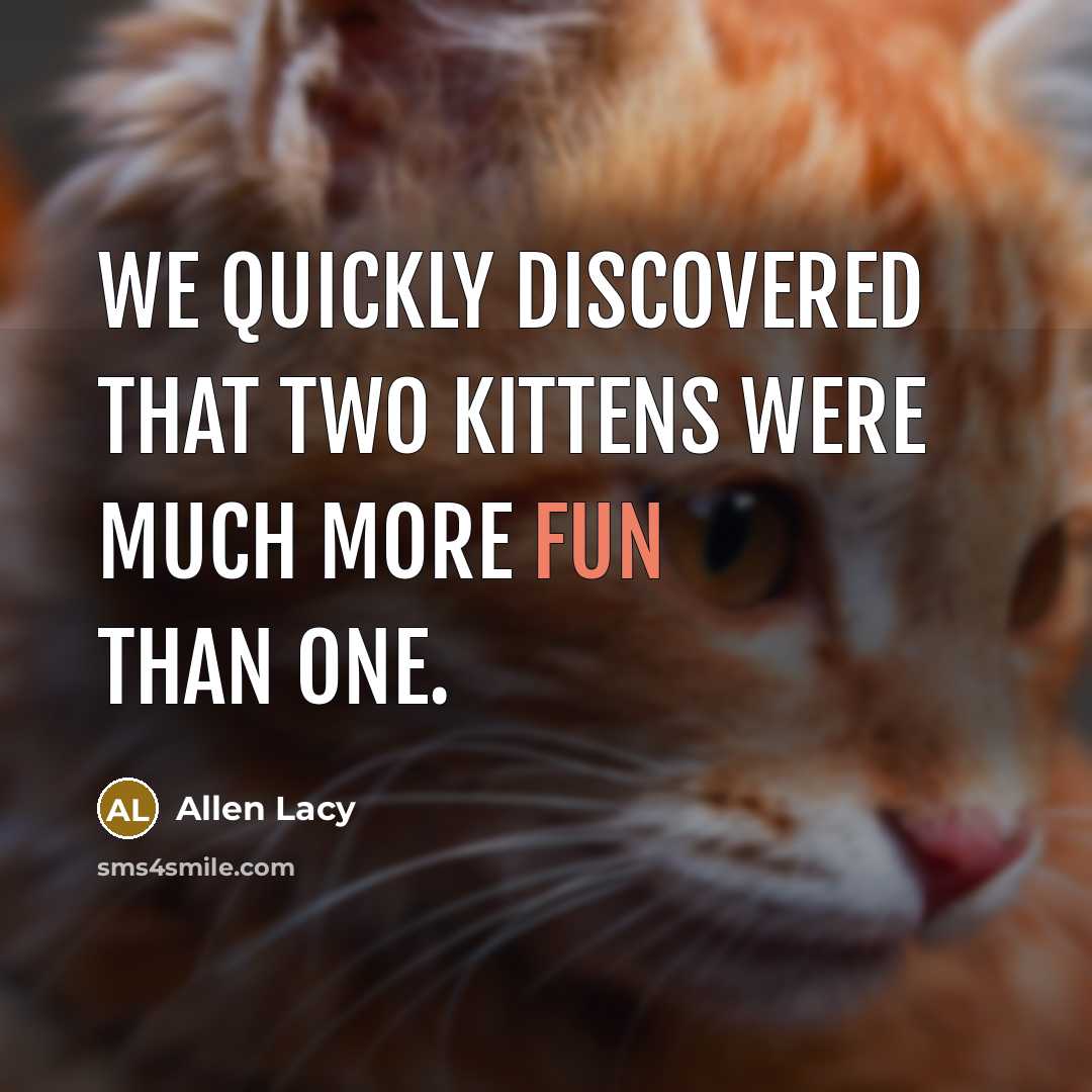“We quickly discovered that two kittens were much more fun than one.” quote by Allen Lacy