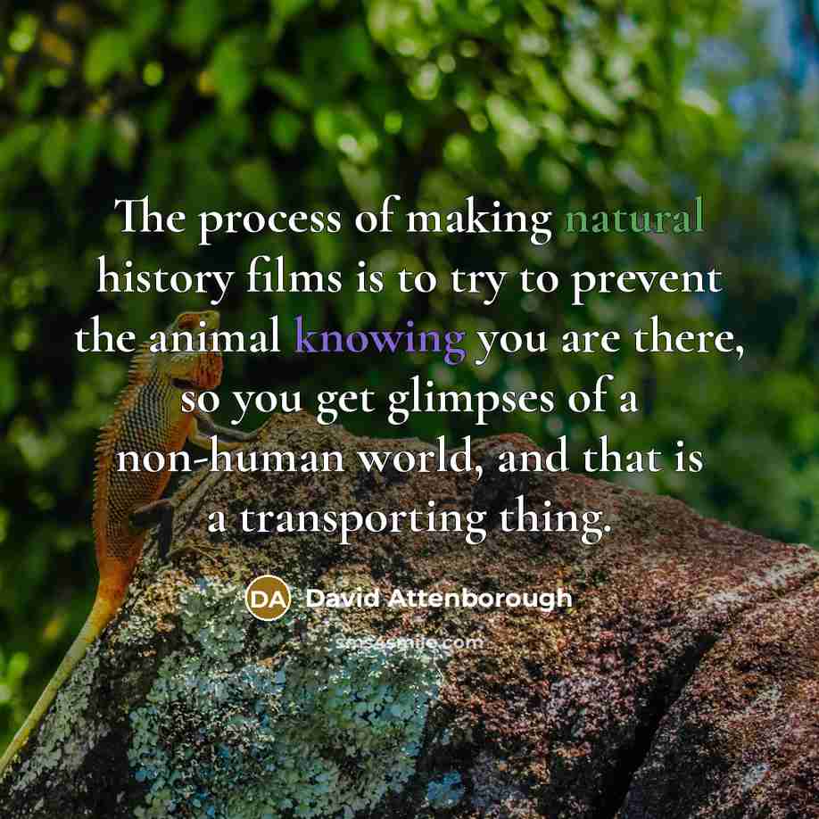 “The process of making natural history films is to try to prevent the animal knowing you are there, so you get glimpses of a non-human world, and that is a transporting thing.” quote by David Attenborough
