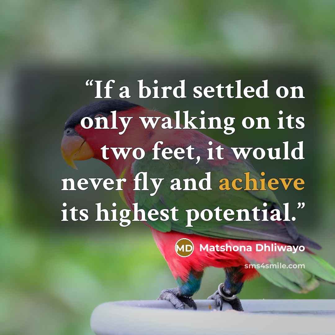 “If a bird settled on only walking on its two feet, it would never fly and achieve its highest potential.” quote by Matshona Dhliwayo