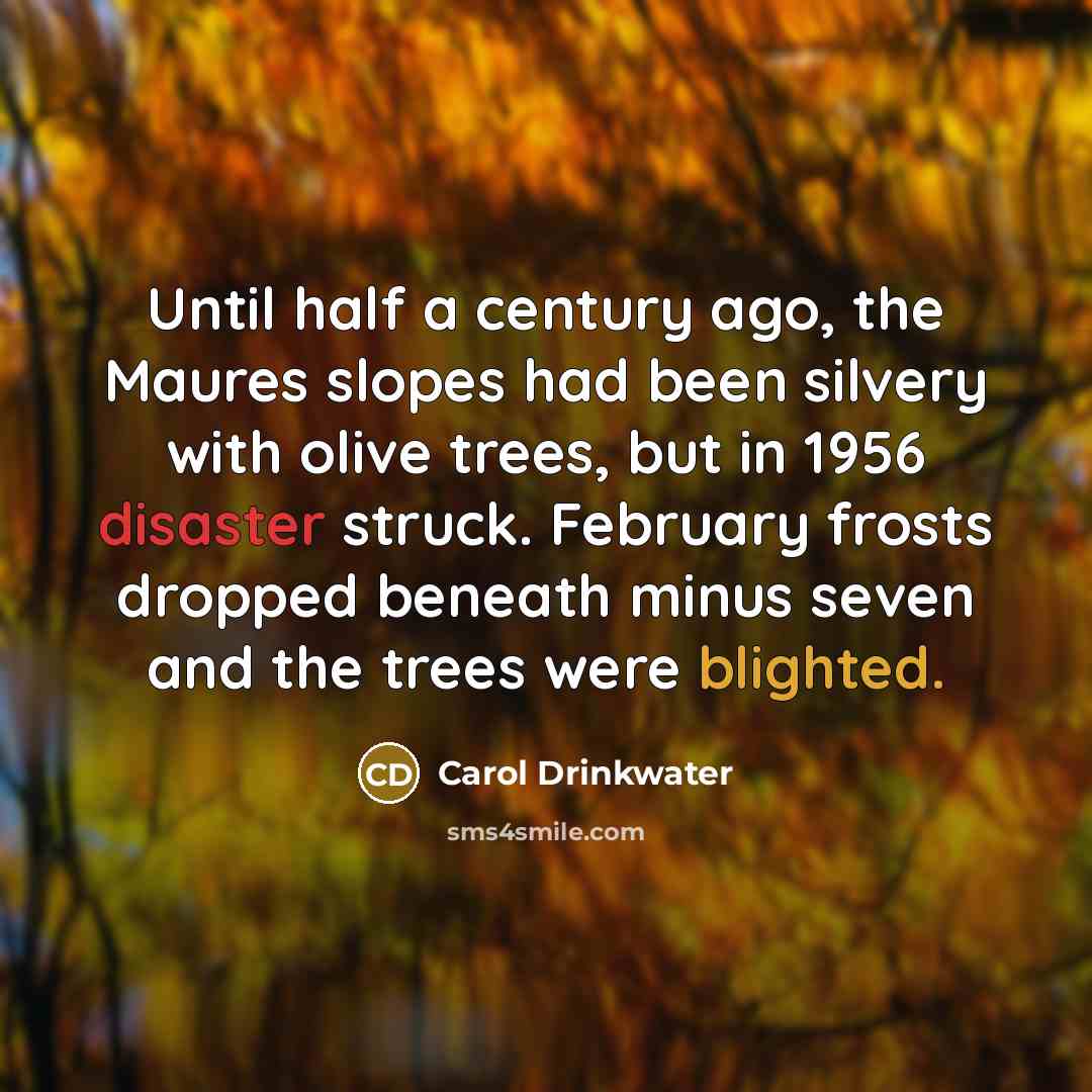 “Until half a century ago, the Maures slopes had been silvery with olive trees, but in 1956 disaster struck. February frosts dropped beneath minus seven and the trees were blighted.” quote by Carol Drinkwater