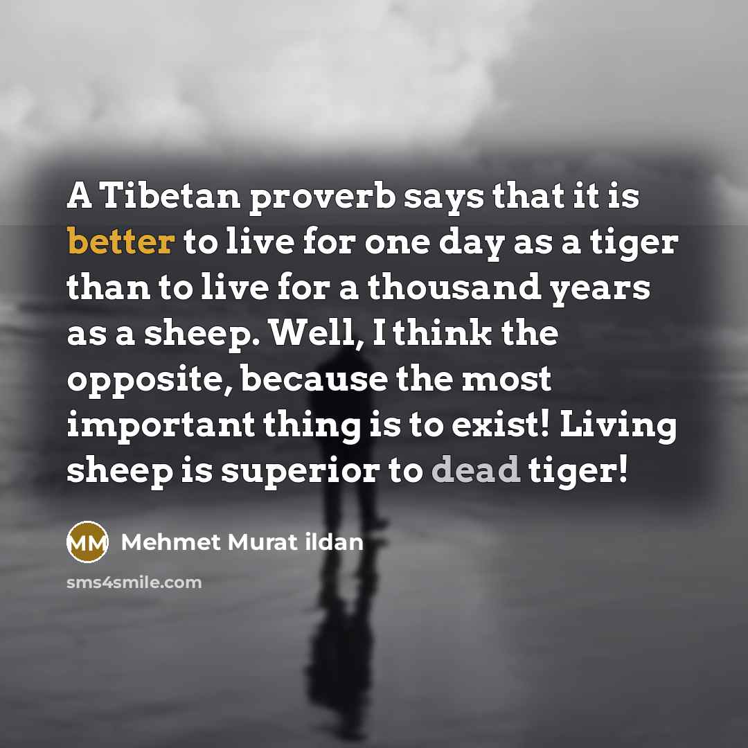 “A Tibetan proverb says that it is better to live for one day as a tiger than to live for a thousand years as a sheep. Well, I think the opposite, because the most important thing is to exist! Living sheep is superior to dead tiger!” quote by Mehmet Murat Ildan