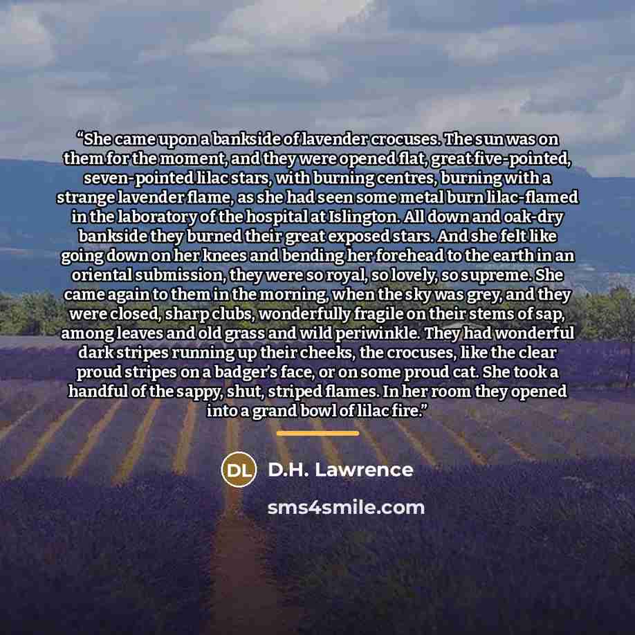 “She came upon a bankside of lavender crocuses. The sun was on them for the moment, and they were opened flat, great five-pointed, seven-pointed lilac stars, with burning centres, burning with a strange lavender flame, as she had seen some metal burn lilac-flamed in the laboratory of the hospital…” quote by D.H. Lawrence