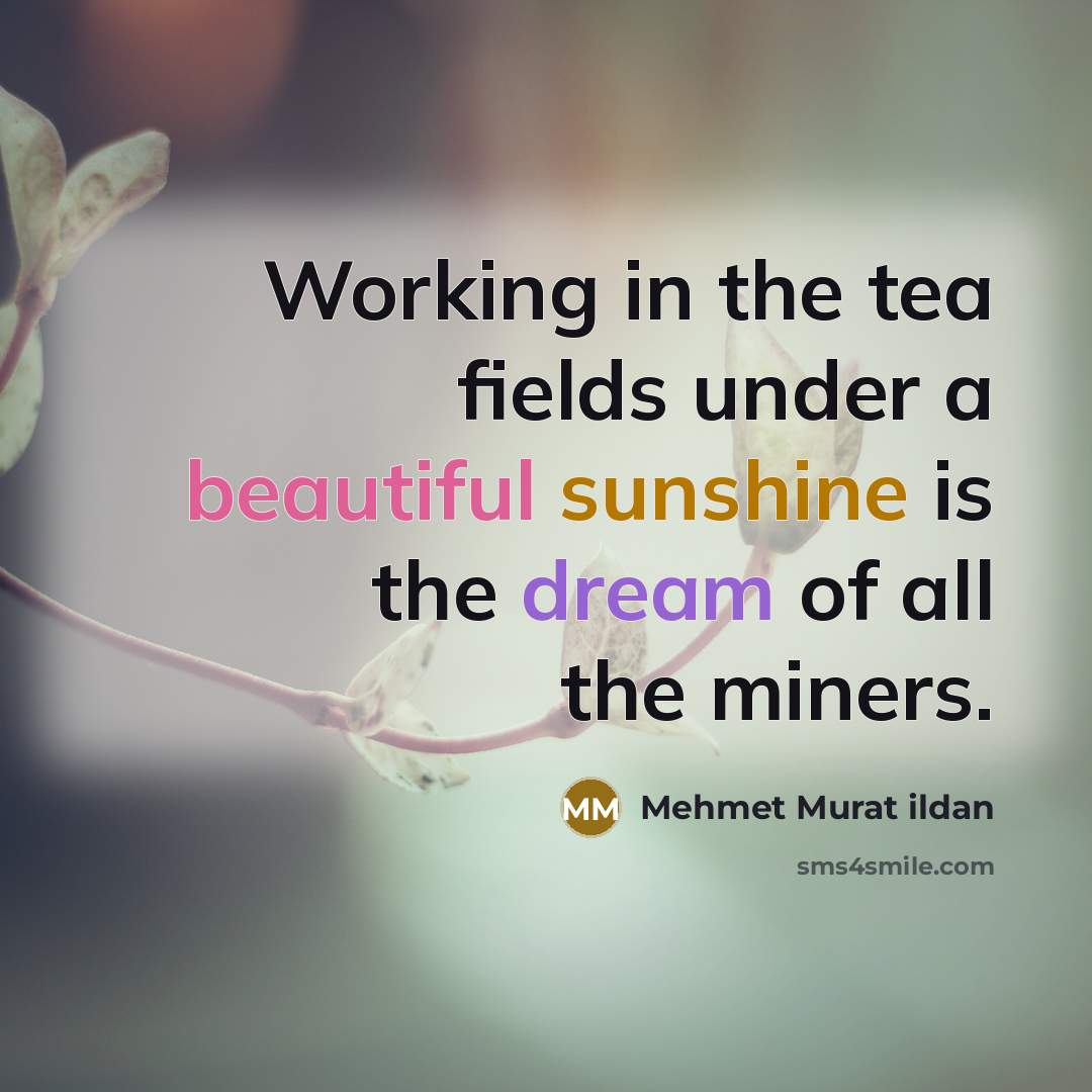 “Working in the tea fields under a beautiful sunshine is the dream of all the miners.” quote by Mehmet Murat Ildan
